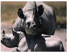 (761) WWF - Rhinoceros - Neushoorn