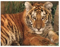 (761) WWF - Tigre - Tiger - Tiger