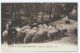 148 - Scènes Et Types Des Pyrénées 1 - Berger Des Pyrénées - Berger Moutons Transhumance Sheep - Viehzucht