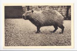 CPA 76- PARC ZOOLOGIQUE DE CLERES - CAPYBARA - Clères