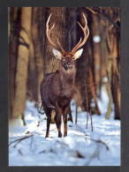 2016. Ukraine. A Postal Card. Deer In Winter Forest. No. 9-004 - Andere
