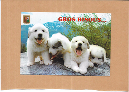 CARTE FANTAISIE -  GROS BISOUS  -  Adorables Chiots - MOD - - Animaux Habillés