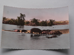 HIPPOPOTAMES Au Bain ( 1101 ) Faune Africaine - Anno 19?? ( Zie Foto Details ) !! - Hippopotames