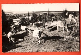 IBQ-01  Pâturages De Franche-Comté Et Troupeau De Vaches. Jura. Cachet 1952 - Franche-Comté