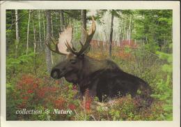 L'Original Roi Des Forêts Canadiennes - Carte 17 X 12 - Photo B. Nadeau - Moderne Ansichtskarten