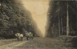 76 - 240417 - SAINT SAENS - Carte Photo - Forêt - Les Lihuts - Chevaux - Saint Saens