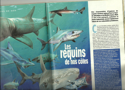 Requins De Nos Côtes Requin Article Dans Revue 2000 - Animals