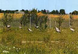 01 VILLARS LES DOMBES Parc Ornithologique De La Dombes , Grues De Numidie - Villars-les-Dombes