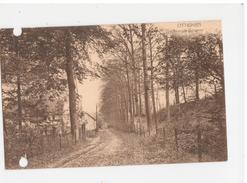 Ottignies - Avenue Gergeay - Ed. V. Ghenne - Ottignies-Louvain-la-Neuve