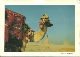 Egitto, Egypt, The Pyramids And The Camel, Piramidi E Cammello - Pyramides