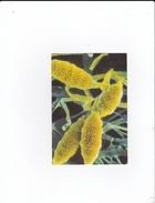 Carte Des Laboratoires Jansen: Microsporum Gypseum (valeur D'achat 4 Euros) Champignon Champignons Mushroom Setas Pilze - Pilze