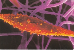 Carte Des Laboratoires Jansen: Microsporum Canis (valeur D'achat 4 Euros) Champignon Champignons Mushroom Setas Pilze - Pilze