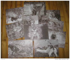 A Set Of 10 Conserve The Wild Tiger Postcards, China WWF, 2010 - Tijgers