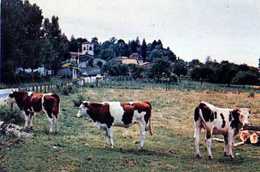 Delcampe - 38  DIEMOZ Un Joli Coin, Vaches - Diémoz