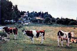 38  DIEMOZ Un Joli Coin, Vaches - Diémoz