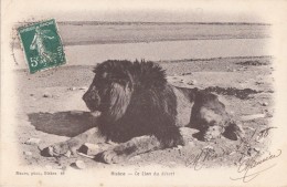 Algérie - Biskra - Le Lion Du Désert - Cachets Postaux 1908 - Biskra