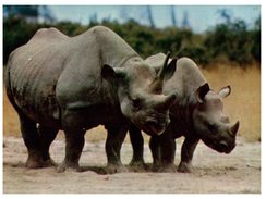(M+S 333) Black Rhinoceros - Rinoceronte
