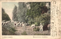 T2/T3 Sümeg, Balaton Vidéke, Országút, Szarvasmarha Legeltetés, D. K. F., E. 902.... - Non Classés