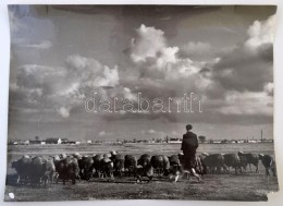 Vincze János (1922-1998): Terelgeti Nyáját / The Spring, Fotó, Hátulján... - Autres & Non Classés