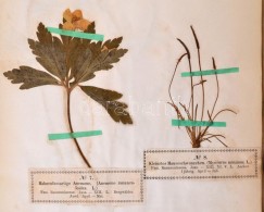 Wagner, Hermann: Phanerogamen-Herbarium. (Virágos Növények) Lieferung I-VIII. Komplett!... - Non Classés
