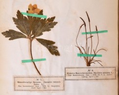 Wagner, Hermann: Phanerogamen-Herbarium. (Virágos Növények) Lieferung I-VIII. Komplett!... - Zonder Classificatie