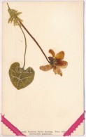 T2/T3 ÉlÅ‘virágos LevelezÅ‘lap, Galantai Gyula Kiadása / Real-flower Greeting Card - Non Classés