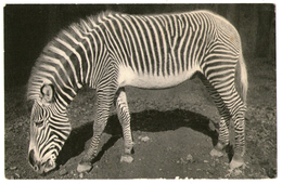 CPA    ZEBRE DE GREVY       PARC ZOOLOGIQUE BOIS DE VINCENNES PARIS - Zebras