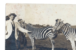 CPA (obl. 1914 Suisse) -zèbres Arnachés -obl. Chaux-de-Fonds 1914 - Zebras