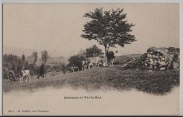 Automne Au Val De Ruz - Kuhherde Vaches - Photo: E. Chiffelle No. 146 - Val-de-Ruz