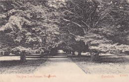 Roseneath Rosneath Argyll And Butte Scotland, Yew Tree Avenue Street Scene, C1900s/10s Vintage Postcard - Bute