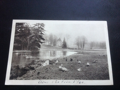 PARC ZOOLOGIQUE DE CLERES Une Vue Du Parc - Clères