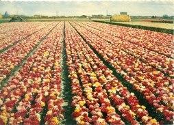 Pays Bas - 1959 - Champs De Tulipes - N.V. Weenenk & Snel Baarn - Ecrite, Timbrée, Circulée - - Lisse