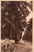 CAMEROUN... DOUALA...ALLEE DES COCOTIERS - Kamerun