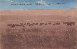 15-ALLANCHE- VACHERIE A LA MONTAGNE, AU FOND UN BURON - Allanche