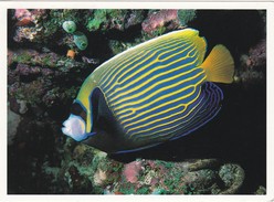 CARTOLINA  -  POSTCARD -  MALDIVE - DISCOVER THE PLEASURE OF DIVING - Maldiven