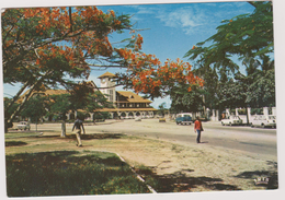 Congo  Ponte Noire  Place De La Gare Flamboyant En Fleurs - Pointe-Noire