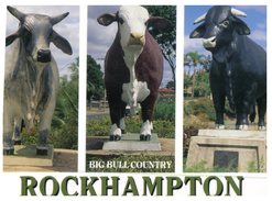 (711) Australia - QLD - Rockhampton Cows - Rockhampton