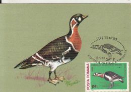 59476- RED BREASTED GOOSE, BIRDS, MAXIMUM CARD, 1983, ROMANIA - Ganzen