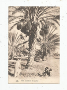 Cp , Arbres , Agriculture , Métier , Afrique , CUEILLETTE DE DATTES , Vierge - Arbres