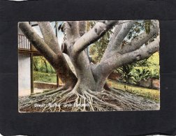 70372   Bermuda,  Great  Rubber Tree,   NV(scritta) - Bermuda