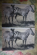 2 PCs Lot - OLD USSR Postcard  - Zebra - 1986 - Zebra's