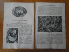 ZS64 R.Tepe - Aus Dem Familienleben Der Vögel - Birds Family Life - Old Prints And Article  1908 - Historische Documenten
