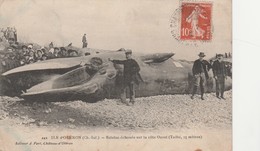 Delcampe - - CPA - 17 - ILE D'OLERON - Baleine échouée Sur La Côte Ouest ( Taille 15 M ) - 014 - Angelsport