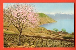 IBV-06 Pécher En Fleurs Au  Lavaux , Vignes Au Printemps Et Alpes Vaudoises. Kern 1507, Visa Censure ACF 1939 Non Circul - VD Vaud