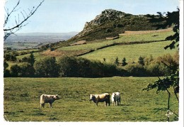 Châteauneuf-du-Faou (Finistère)-1966-Les Montagnes Noires Entre Laz Et Châteauneuf -du-Faou-Vaches (vache) Au Pâturage - Châteauneuf-du-Faou