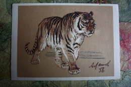 Siberian Tiger By Laptev - OLD  Postcard 1963 Rare! - Tigres