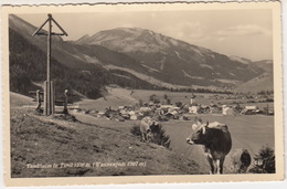 Tannheim In Tirol  1100 M  (Wannenjoch 1907 M) - VIEH/KÜHE - Tannheim