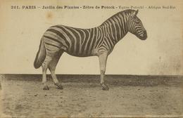 CPSM Paris Jardin Des Plantes Zebre De Potock - Zèbres