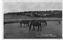 (27) CPSM Saignelegier  Chevaux Des Franches Montagnes (bon Etat) - Saignelégier