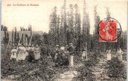 FOLKLORE -- Côte D'Or  - La Ceueillette Du Houblon - Autres & Non Classés